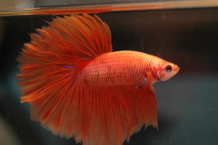 Akvaristika